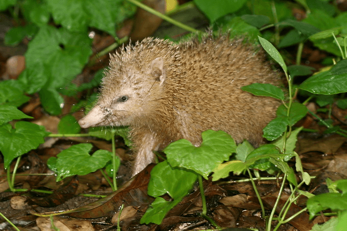 bodlín bezocasý