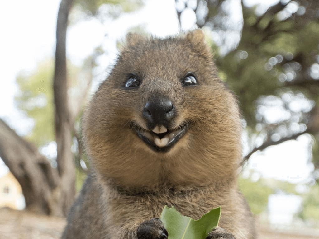 klokan quokka