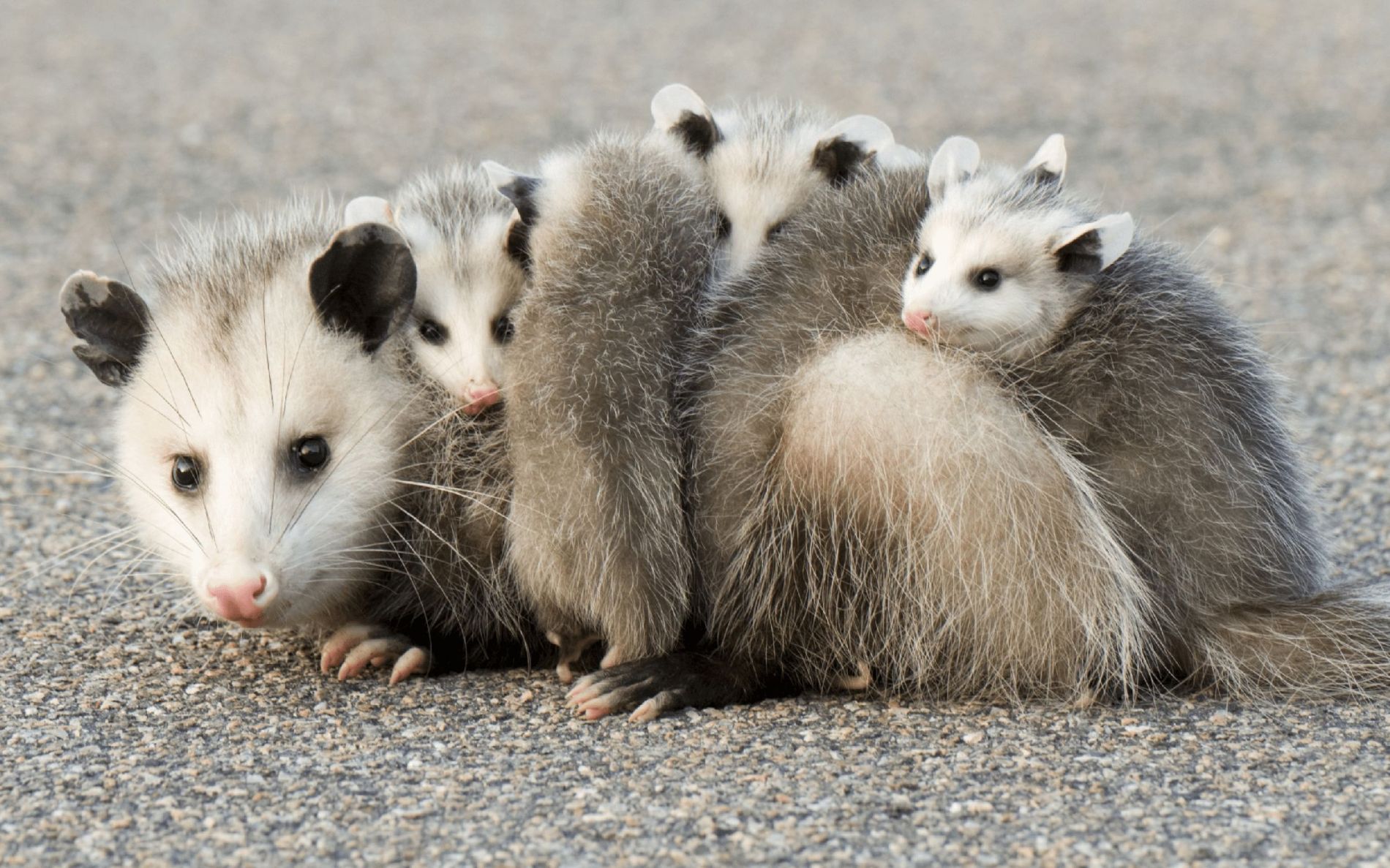 vačice opossum